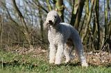 BEDLINGTON TERRIER 219